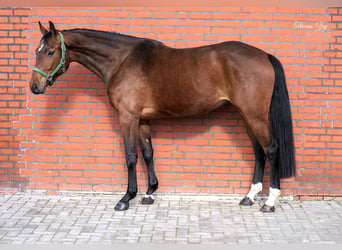 Westfaliano, Yegua, 5 años, 172 cm, Castaño