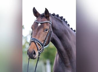 Westfaliano, Yegua, 5 años, 172 cm, Castaño oscuro