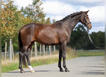 Westfaliano, Yegua, 5 años, 172 cm, Castaño oscuro