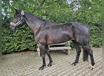 Westfaliano, Yegua, 5 años, 174 cm, Negro