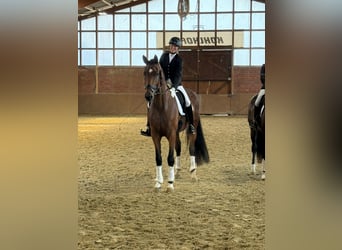 Westfaliano, Yegua, 5 años, 176 cm, Castaño oscuro
