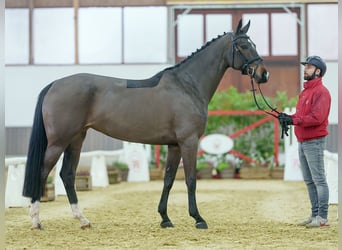 Westfaliano, Yegua, 5 años, Castaño oscuro