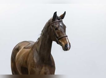 Westfaliano, Yegua, 5 años, Castaño oscuro