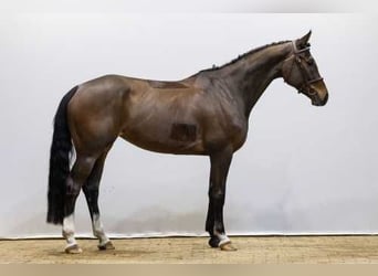 Westfaliano, Yegua, 5 años, Castaño oscuro