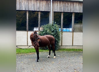 Westfaliano, Yegua, 6 años, 162 cm, Castaño