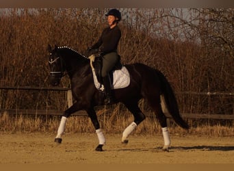 Westfaliano, Yegua, 6 años, 163 cm, Negro