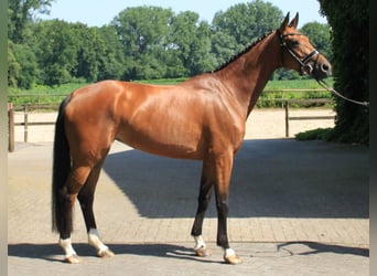 Westfaliano, Yegua, 6 años, 164 cm, Castaño