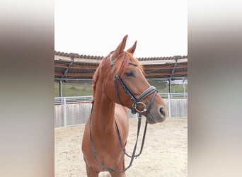 Westfaliano, Yegua, 6 años, 165 cm, Alazán