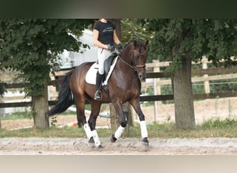 Westfaliano, Yegua, 6 años, 165 cm, Castaño oscuro