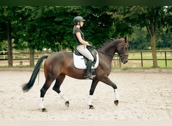 Westfaliano, Yegua, 6 años, 165 cm, Castaño oscuro