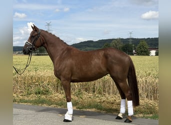 Westfaliano, Yegua, 6 años, 166 cm, Alazán