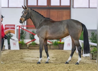 Westfaliano, Yegua, 6 años, 166 cm, Castaño