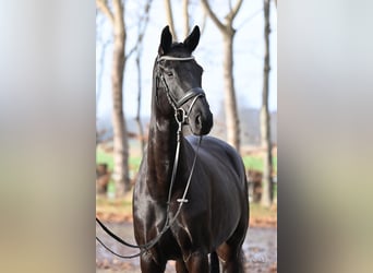 Westfaliano, Yegua, 6 años, 166 cm, Negro