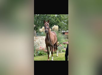 Westfaliano, Yegua, 6 años, 167 cm, Alazán-tostado