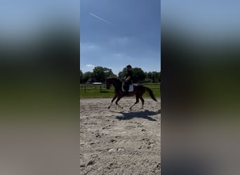 Westfaliano, Yegua, 6 años, 167 cm, Alazán-tostado