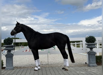Westfaliano, Yegua, 6 años, 167 cm, Negro