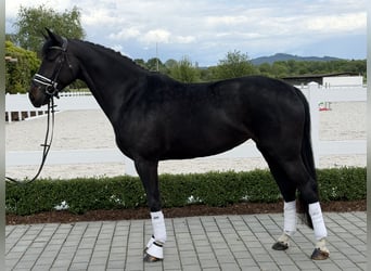 Westfaliano, Yegua, 6 años, 167 cm, Negro