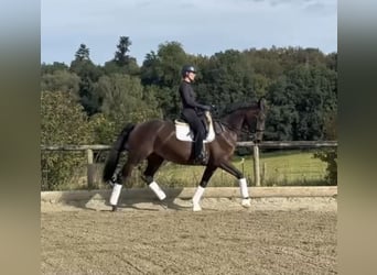 Westfaliano, Yegua, 6 años, 170 cm, Castaño