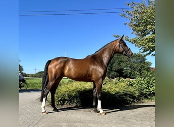 Westfaliano, Yegua, 6 años, 170 cm, Castaño