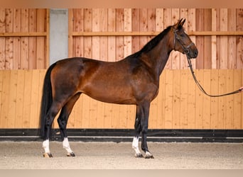 Westfaliano, Yegua, 6 años, 173 cm, Castaño