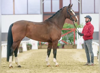 Westfaliano, Yegua, 6 años, Castaño