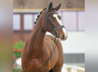 Westfaliano, Yegua, 6 años, Castaño