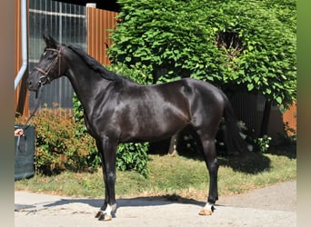 Westfaliano, Yegua, 6 años, Negro