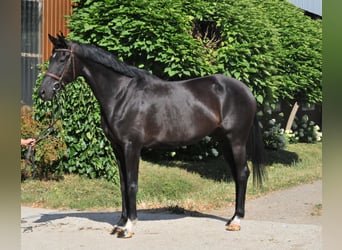 Westfaliano, Yegua, 6 años, Negro