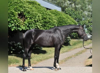 Westfaliano, Yegua, 6 años, Negro