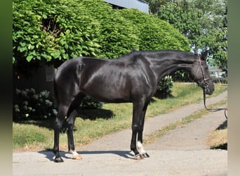 Westfaliano, Yegua, 6 años, Negro