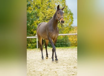 Westfaliano, Yegua, 7 años, 160 cm, Castaño
