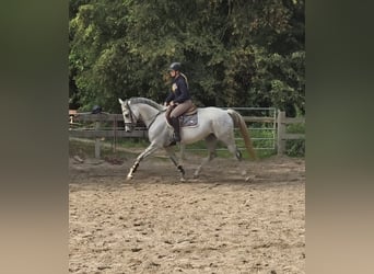 Westfaliano, Yegua, 7 años, 164 cm, Tordo