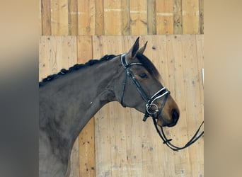 Westfaliano, Yegua, 7 años, 165 cm, Castaño oscuro