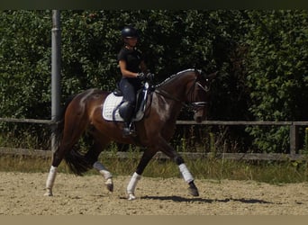 Westfaliano, Yegua, 7 años, 165 cm, Castaño oscuro