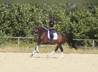 Westfaliano, Yegua, 7 años, 165 cm, Castaño oscuro