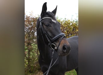 Westfaliano, Yegua, 7 años, 165 cm, Castaño oscuro