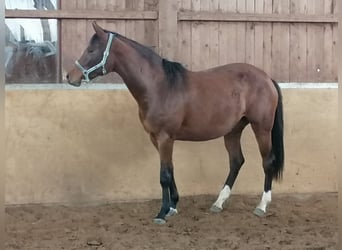 Westfaliano, Yegua, 7 años, 167 cm, Castaño