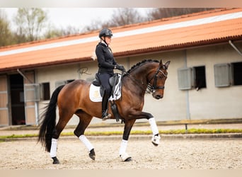 Westfaliano, Yegua, 7 años, 168 cm, Castaño oscuro