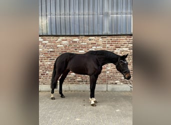 Westfaliano, Yegua, 7 años, 168 cm, Castaño oscuro