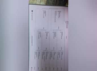 Westfaliano, Yegua, 7 años, 170 cm, Alazán