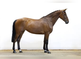 Westfaliano, Yegua, 7 años, 170 cm, Castaño