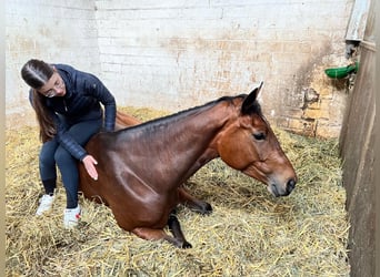 Westfaliano, Yegua, 7 años, 171 cm, Castaño