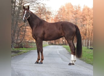 Westfaliano, Yegua, 7 años, 172 cm, Alazán