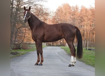 Westfaliano, Yegua, 7 años, 172 cm, Alazán