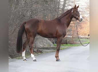 Westfaliano, Yegua, 7 años, 172 cm, Alazán