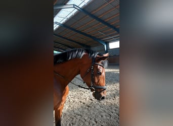 Westfaliano, Yegua, 7 años, 172 cm, Castaño