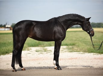 Westfaliano, Yegua, 7 años, 172 cm, Negro