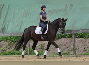 Westfaliano, Yegua, 7 años, 172 cm, Negro