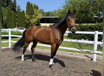 Westfaliano, Yegua, 7 años, 174 cm, Castaño