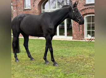 Westfaliano, Yegua, 7 años, 178 cm, Negro